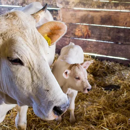 Antiche Vie Bed & Breakfast Serramazzoni