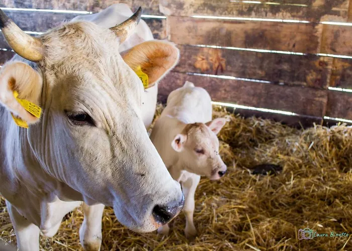 Antiche Vie Bed & Breakfast Serramazzoni