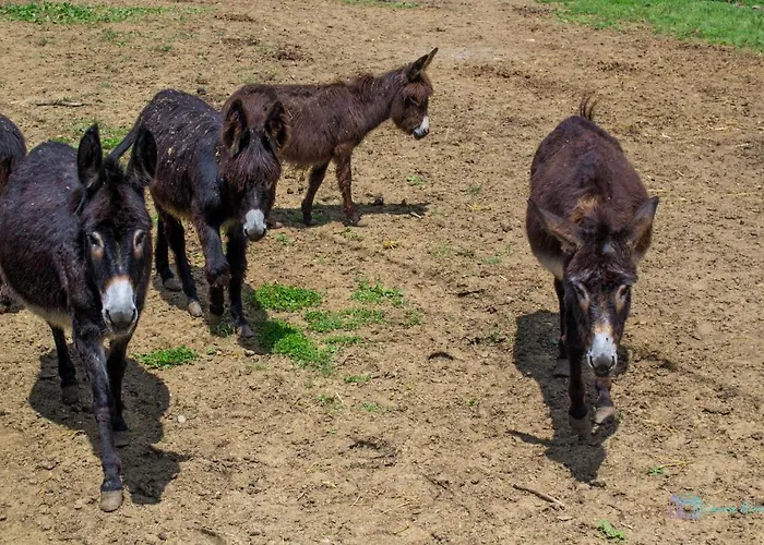 Antiche Vie Bed & Breakfast 4*