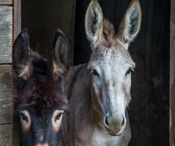 Antiche Vie 4* Serramazzoni